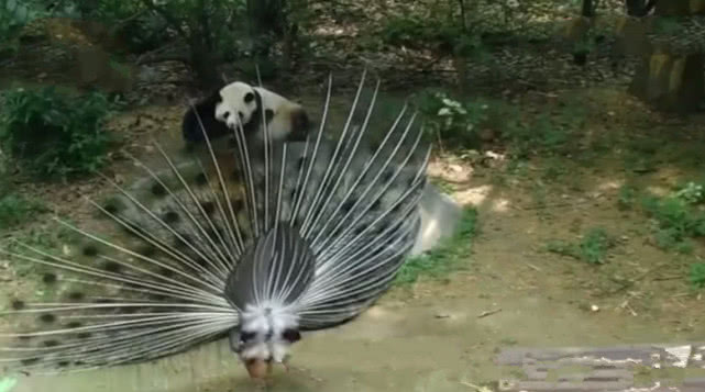 孔雀故意開屏向熊貓炫耀，惹怒國寶：我管你幾級保護動物，打死你 萌寵 第2張