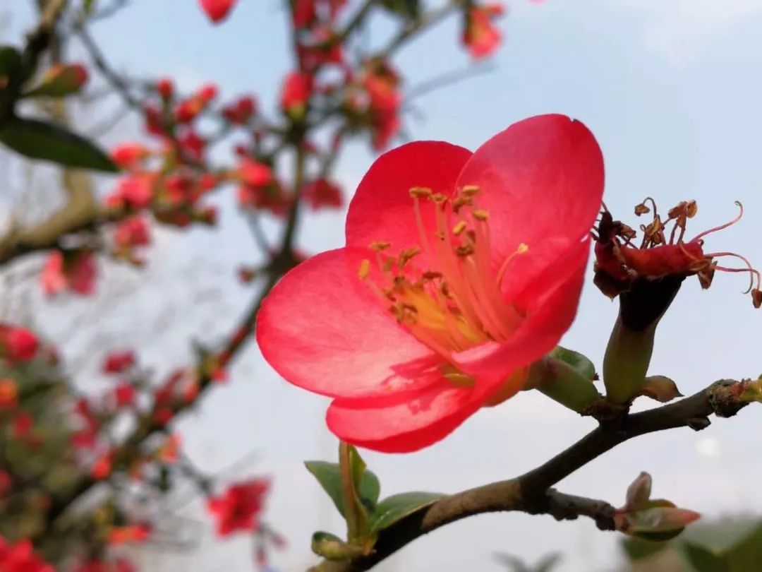 冬日暖阳照海棠花枝俏