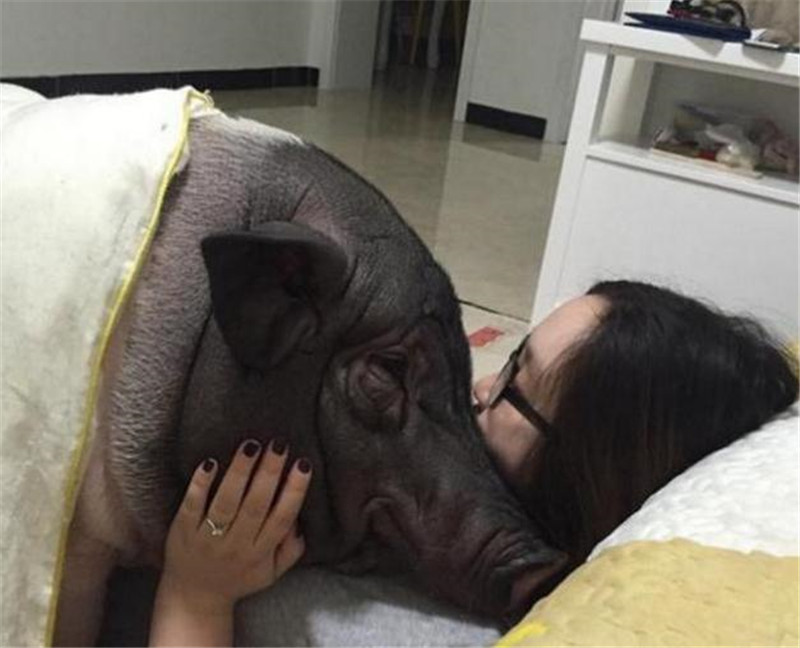女子和巨型寵物豬睡在一起，這口味有點重啊 萌寵 第1張