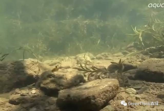 水族爱好者天堂,亚马逊水下摄影合集!