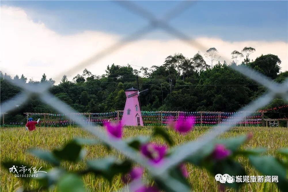 东兴市松柏竹山路口去往大清国第一界碑景区的路上盛开的格桑花,已然