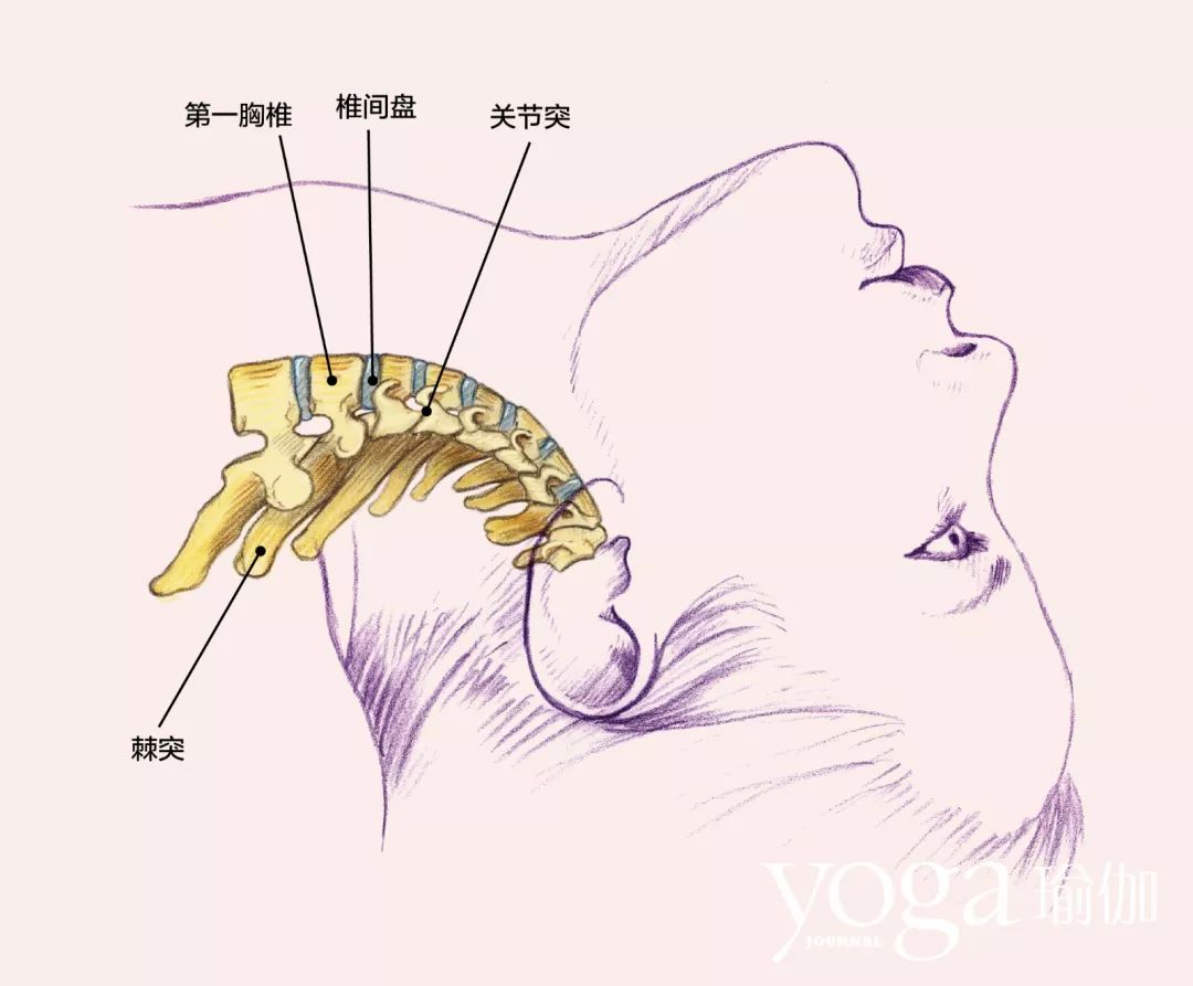 脖颈的解剖结构图