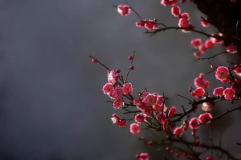 "真情像梅花开过,冷冷冰雪不能掩没,就在最冷枝头绽放,看见春天走向