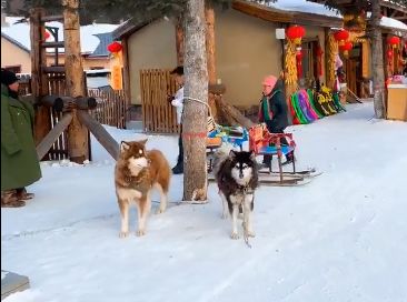 松花江結冰後，狗拉雪橇一個月竟然能掙2w？網友調查後揭開驚人真相... 萌寵 第14張