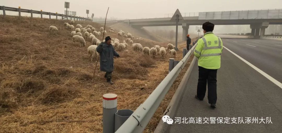 涿州市有多少人口_涿州影视城口附近一老人放羊!