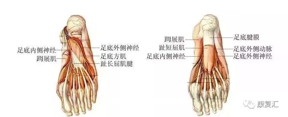 跟内侧支,足底内侧神经和足底外侧神经,跟内侧支穿屈肌支持带分布于