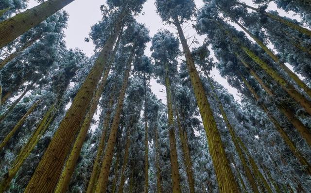 重慶仙女山賞雪最經典的3個地方，90%都錯過，仿佛身處瑞士 旅遊 第8張