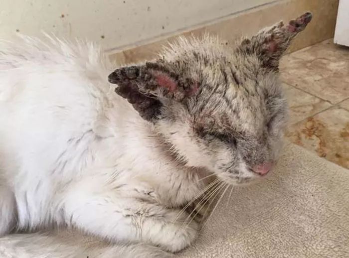 一只醜醜的渾身是傷的流浪貓，在被救治之後展現出了神顏…… 萌寵 第8張