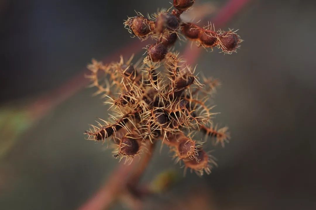 荚果的边缘长满了硬硬的刺毛含羞草在某种程度上有点像"心机biao",一