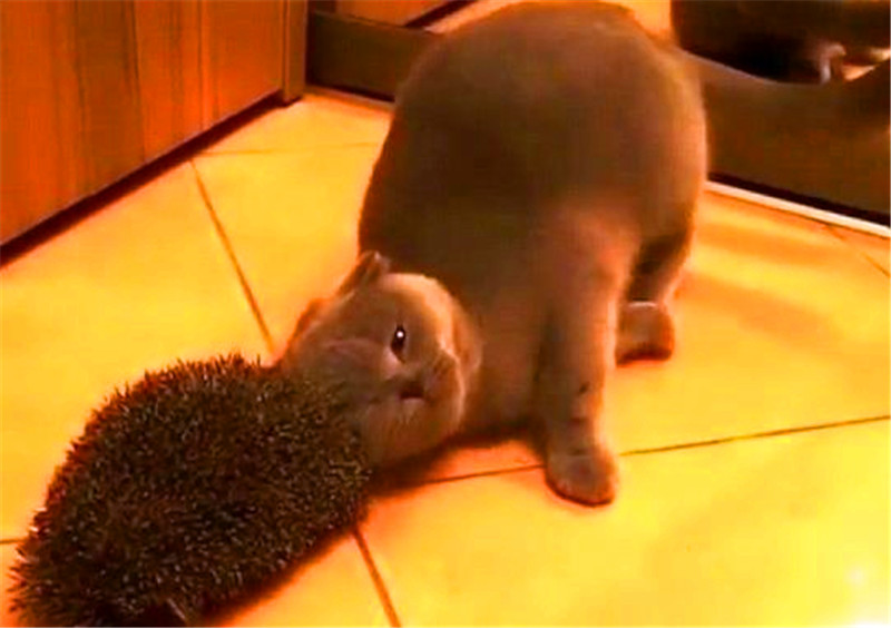 貓咪對著一個毛絨絨的玩意磨蹭，以為它在撒嬌，結果讓人意外 萌寵 第4張