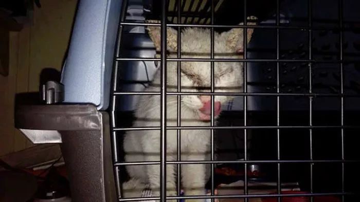 一只醜醜的渾身是傷的流浪貓，在被救治之後展現出了神顏…… 萌寵 第1張