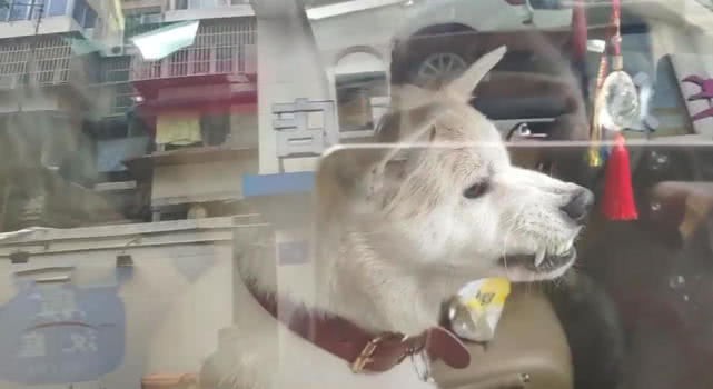 原創
            車副駕坐著一條狗，網友以為是玩具狗，走近後狗露出兇狠表情 寵物 第4張