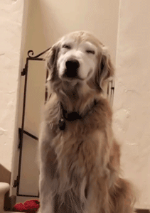 每次回家推开门时，家中11岁的狗狗就坐在那里，笑着欢迎主人