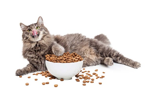 喵分享 猫咪按体重吃多少猫粮 猫咪以什么依据来算食量 Kg