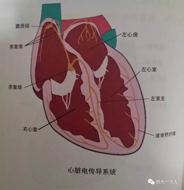 窦房结每发生1次电冲动