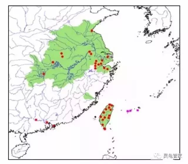 关于黄缘龟的三大未解之谜_产地