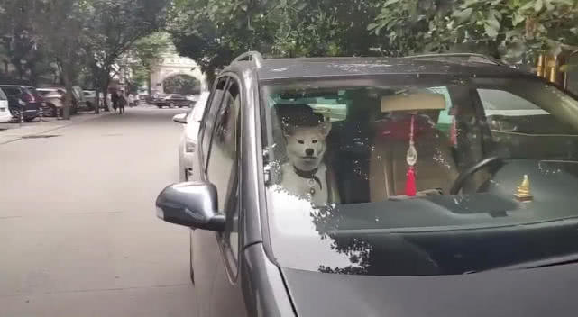 原創
            車副駕坐著一條狗，網友以為是玩具狗，走近後狗露出兇狠表情 寵物 第3張