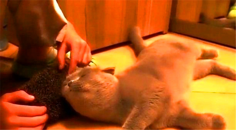 貓咪對著一個毛絨絨的玩意磨蹭，以為它在撒嬌，結果讓人意外 萌寵 第3張
