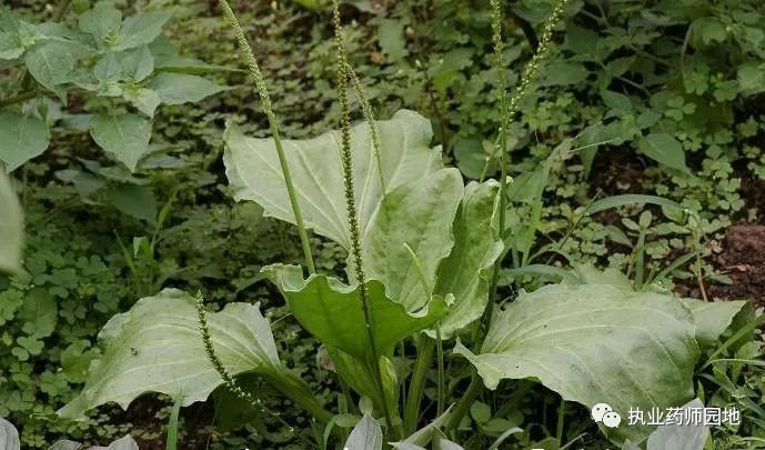 它是炎症的克星,是草药,还可当菜吃!_治疗