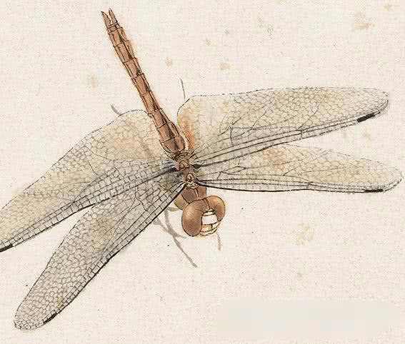 冷军画的蜻蜓胜过齐白石,一个写实一个写意,最难的还是工笔细节