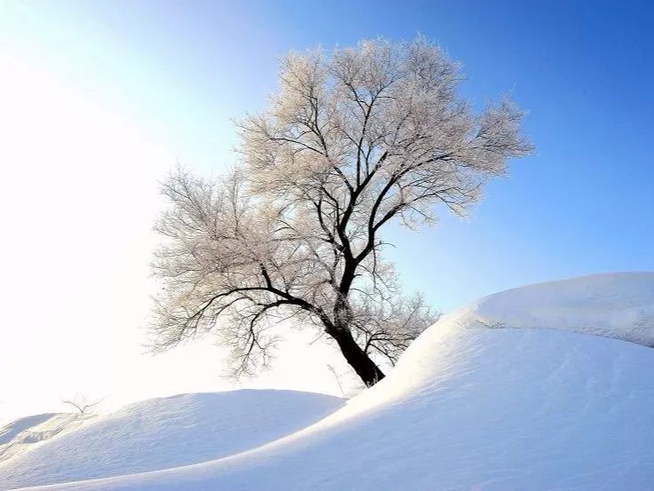 就让雪花带走我所有的思念