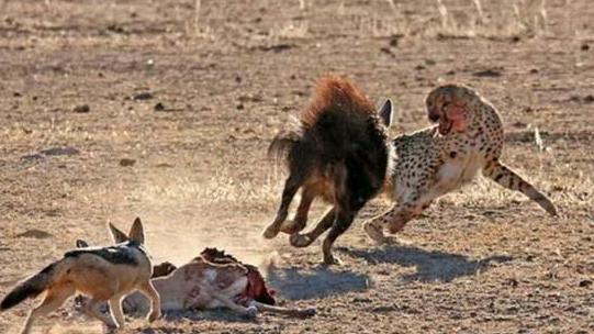 獵豹剛掏出羚羊內臟，一抬頭同伴離奇失蹤，下秒它撒腿跑遠了 萌寵 第4張