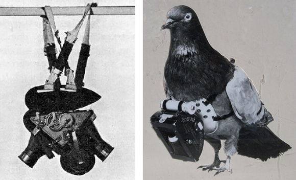 被用於戰爭的15種動物，這些動物是怎樣做到的呢 歷史 第7張