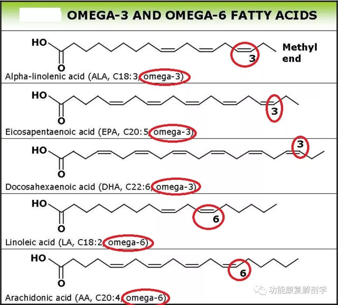 图4. ω-3脂肪酸(ala,epa和dha)和ω-6脂肪酸(la和aa)结构