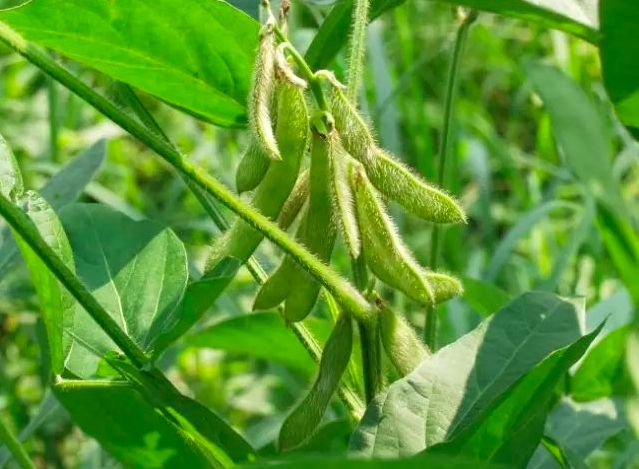 大豆栽培技术之品种的选择与种子的处理 种植