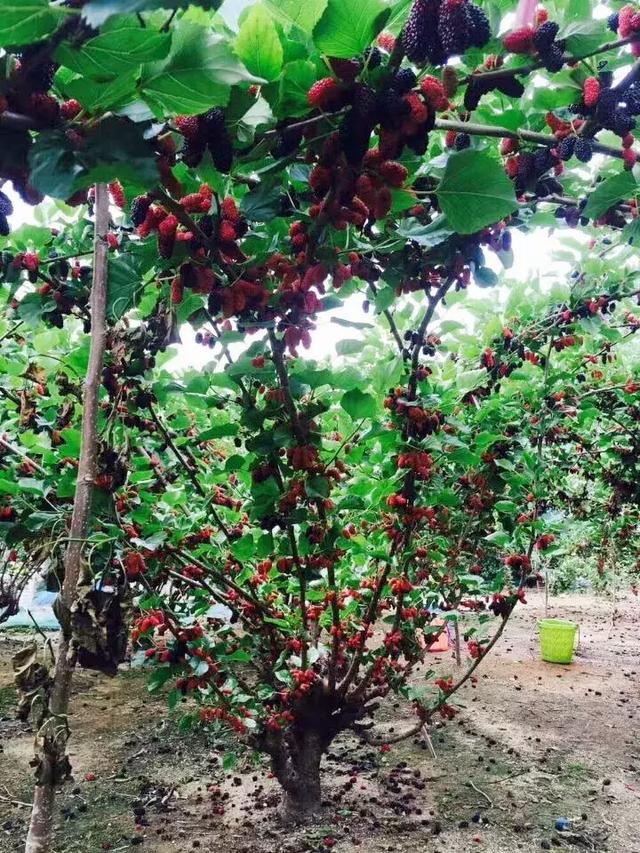 接近野生状态的桑葚果树,产出的果实大而饱满,花青素含量更高!