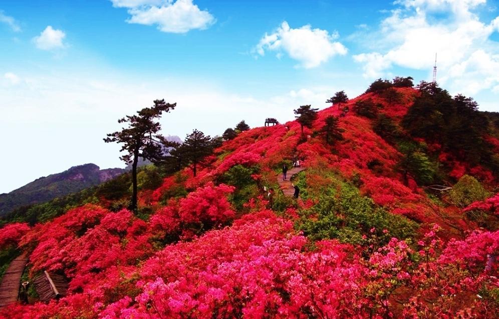 山丹花寨人口数_人口普查