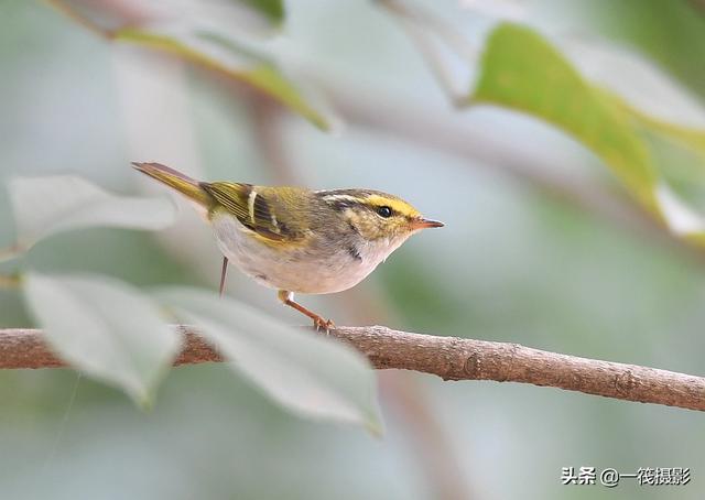 体长8-11厘米,小型鸟类,上体橄榄绿色;头顶中央有一道淡黄绿色纵纹,眉