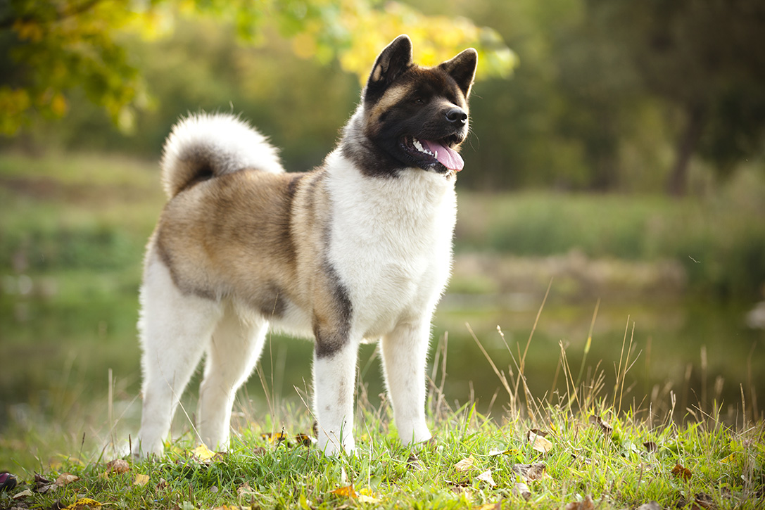 欧洲人最为欣赏的5种家庭护卫犬,两犬入围,它被称