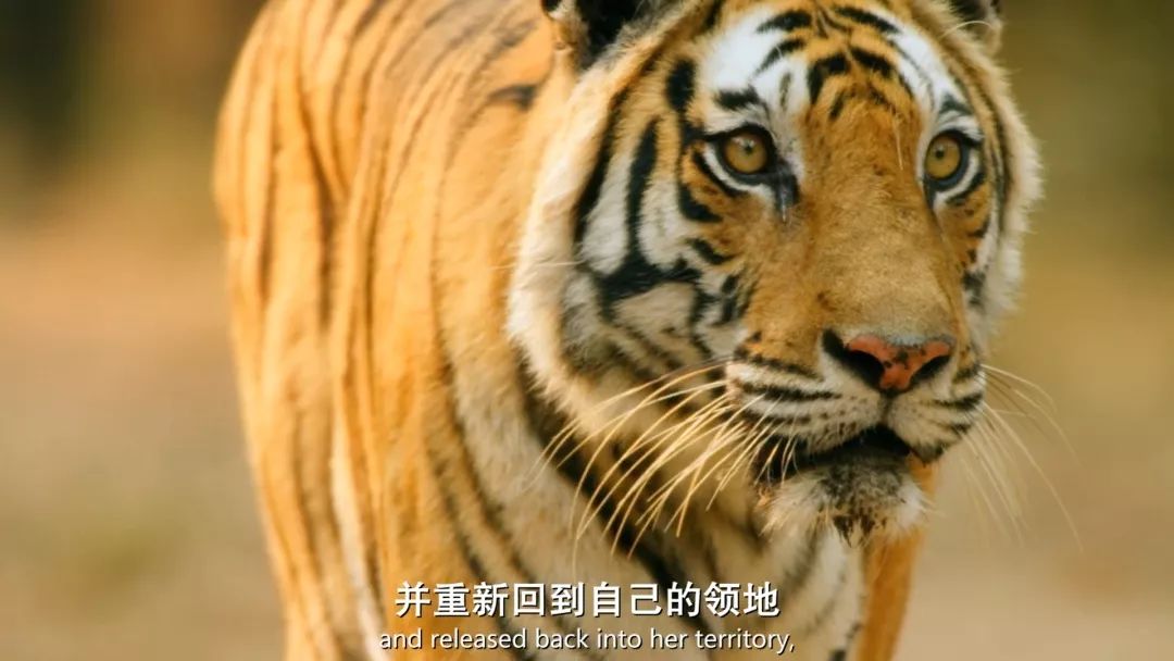BBC《王朝》中的老虎王朝，覆滅了。 寵物 第22張