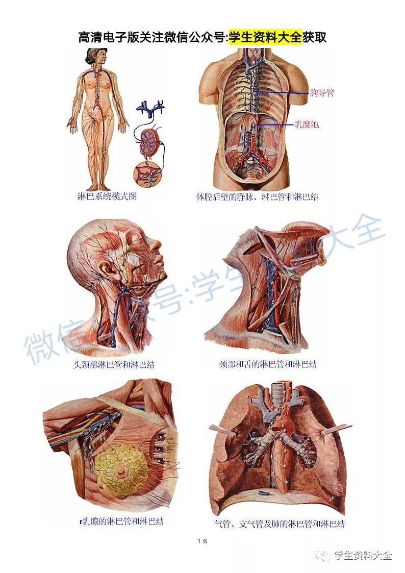 解剖学高清图谱【医学生必备】