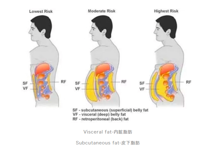 如果你全身上下看起来都很瘦,但有小肚子,很有可能就是内脏脂肪超标.