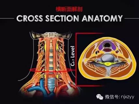 医学科普新中医诊疗体系下的星状神经节阻滞详解