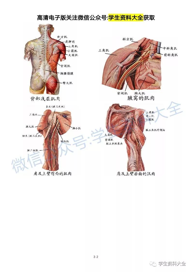 解剖学高清图谱【医学生必备】