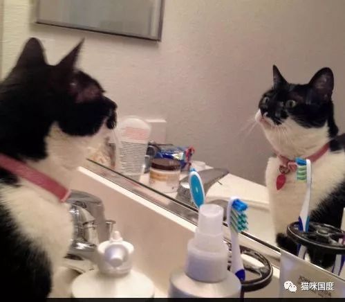 貓咪照鏡子，發現自己又長胖了 未分類 第4張