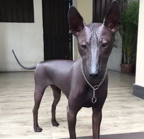 菲律宾的一只墨西哥无毛犬就火了，网友：这难道不是尊铜像？