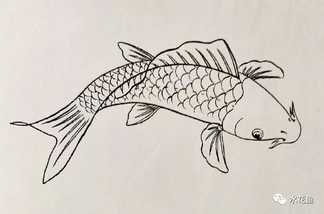 鱼的基本结构如下图: 鱼眼,鱼鳃,鱼鳞和鱼鳍的最常见画法如下图