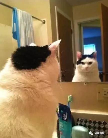 貓咪照鏡子，發現自己又長胖了 未分類 第5張