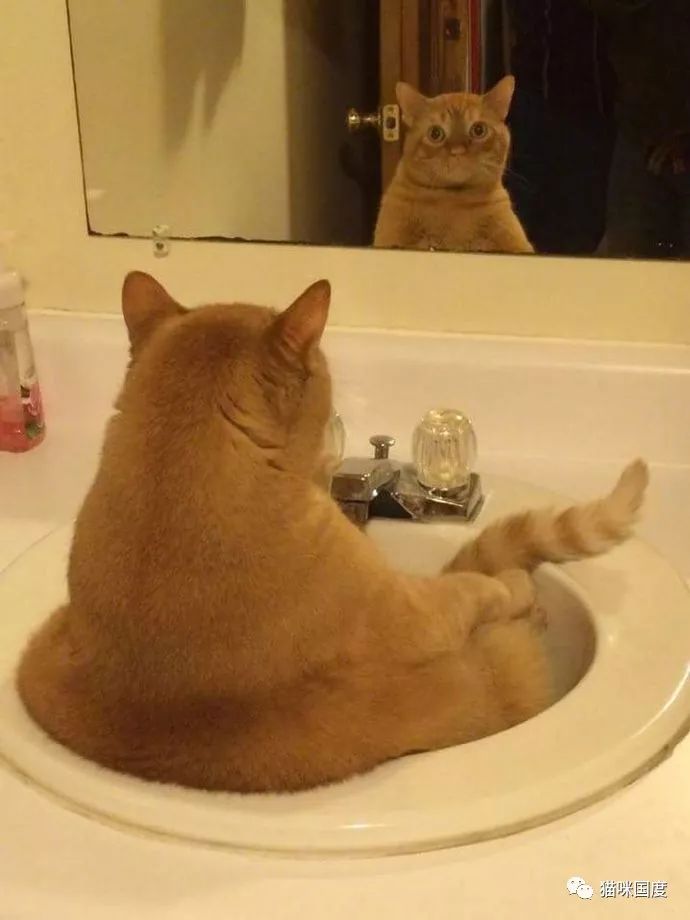 貓咪照鏡子，發現自己又長胖了 未分類 第3張