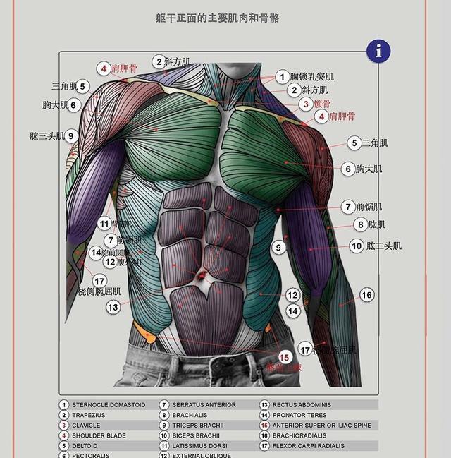 人体骨骼高清彩图 下肢肌肉 (二)初学者草图练习画法分析 (超详细)
