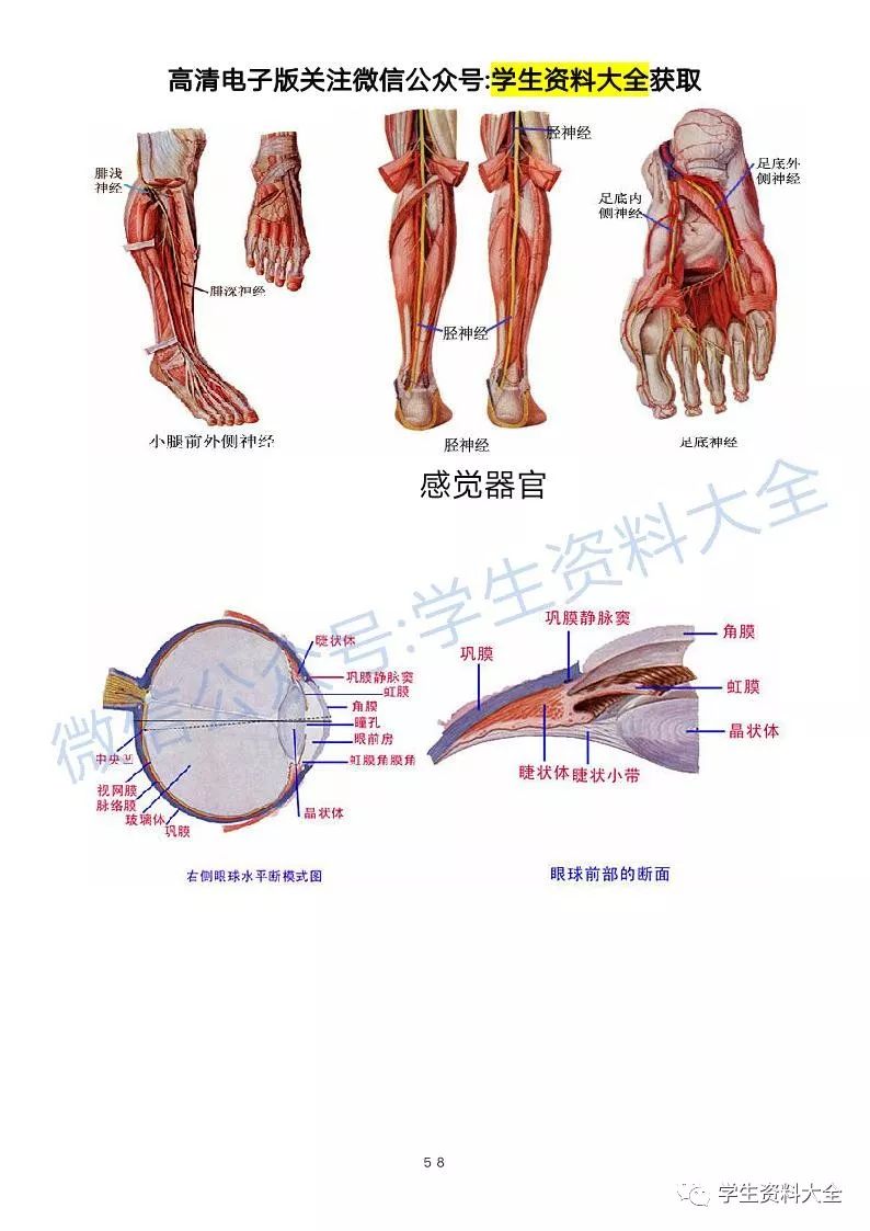 解剖学高清图谱医学生必备