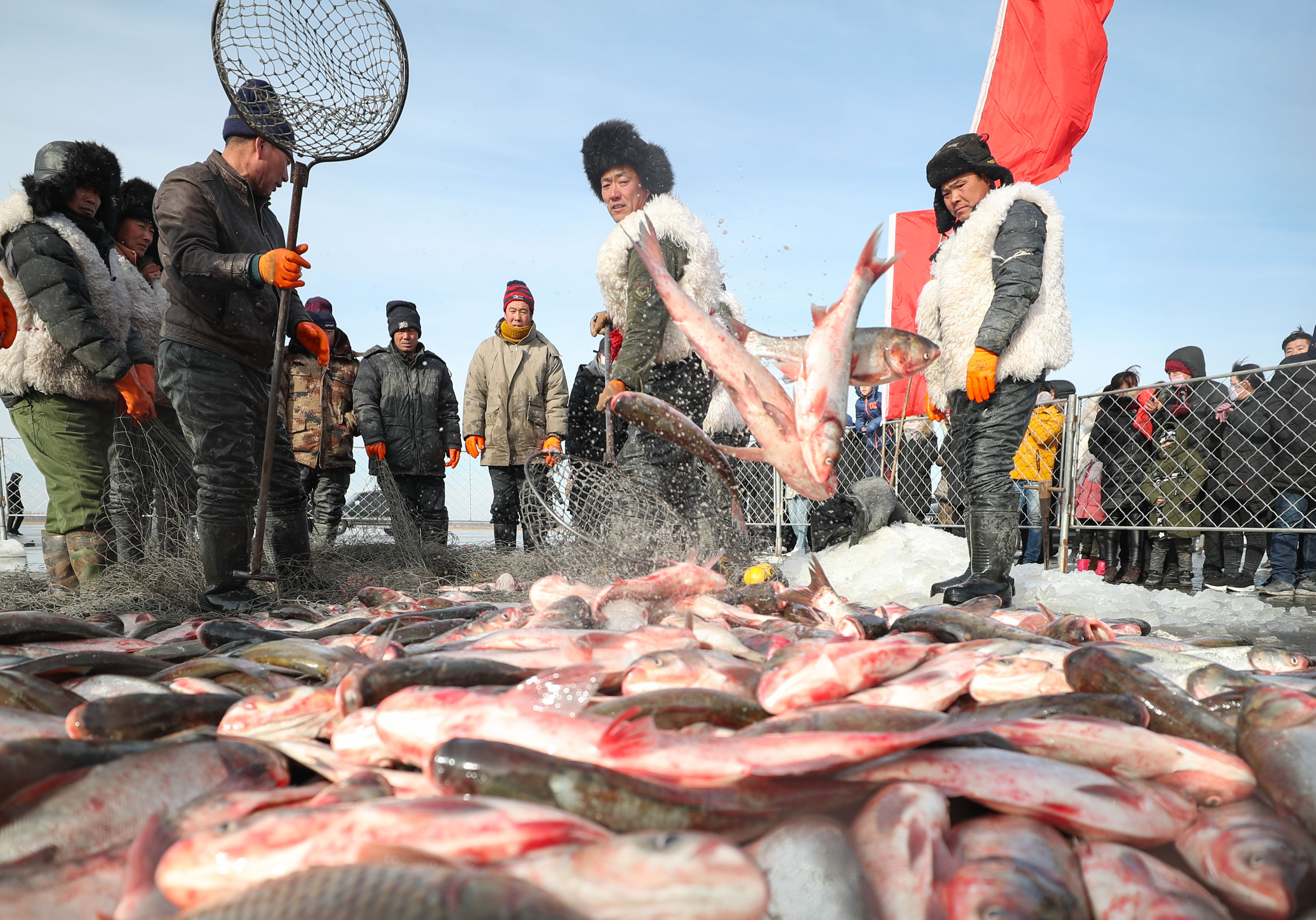 探秘查干湖壮观冬捕 看渔队如何将一网60万斤大鱼从冰下捞上岸