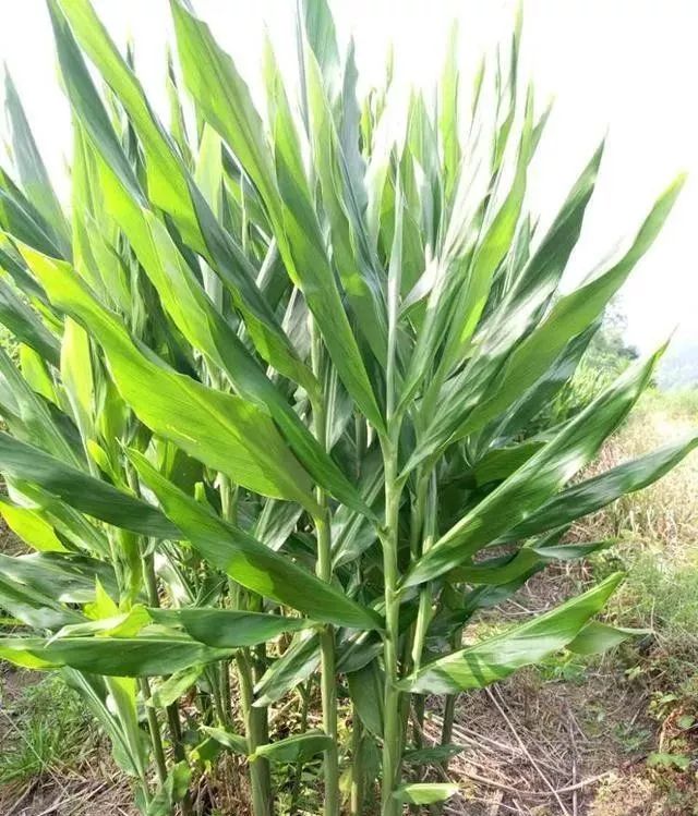 看叶子像生姜,挖出来像生笋,开花大红色,是鲜为人知的美味