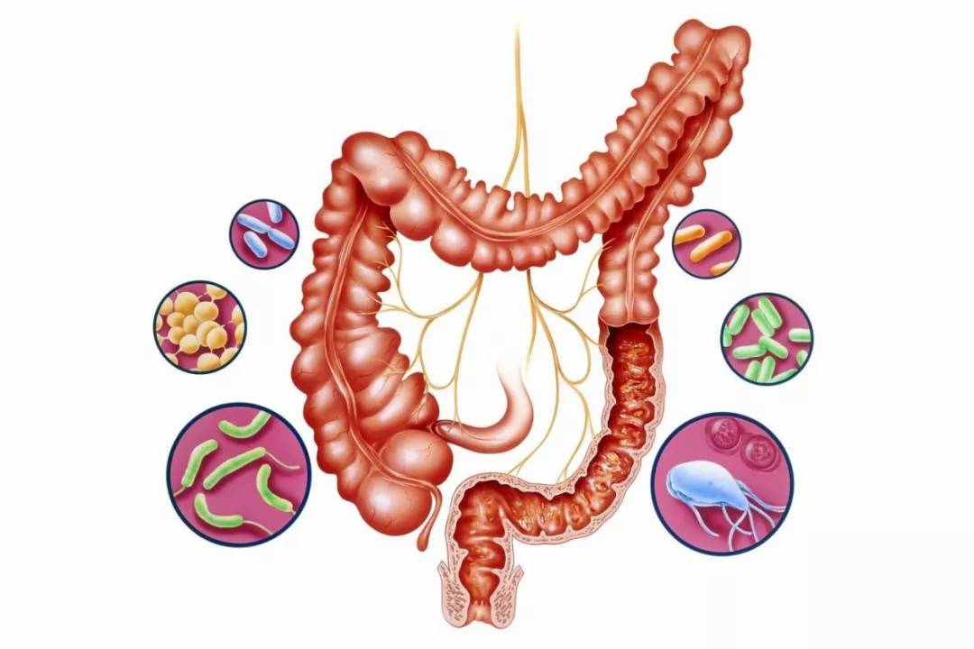 身体最多细菌的地方你知道吗?-肠道排毒