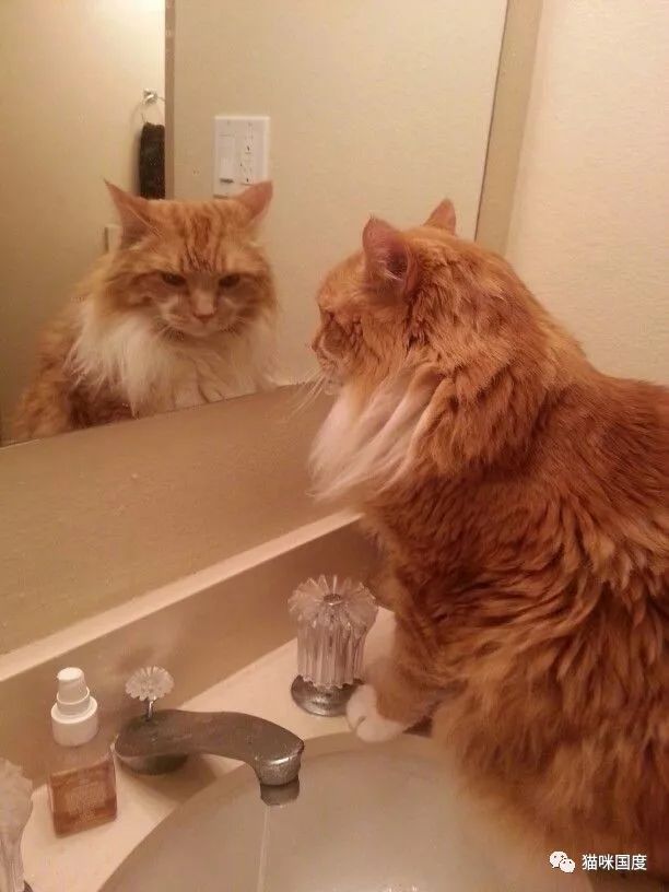 貓咪照鏡子，發現自己又長胖了 未分類 第8張
