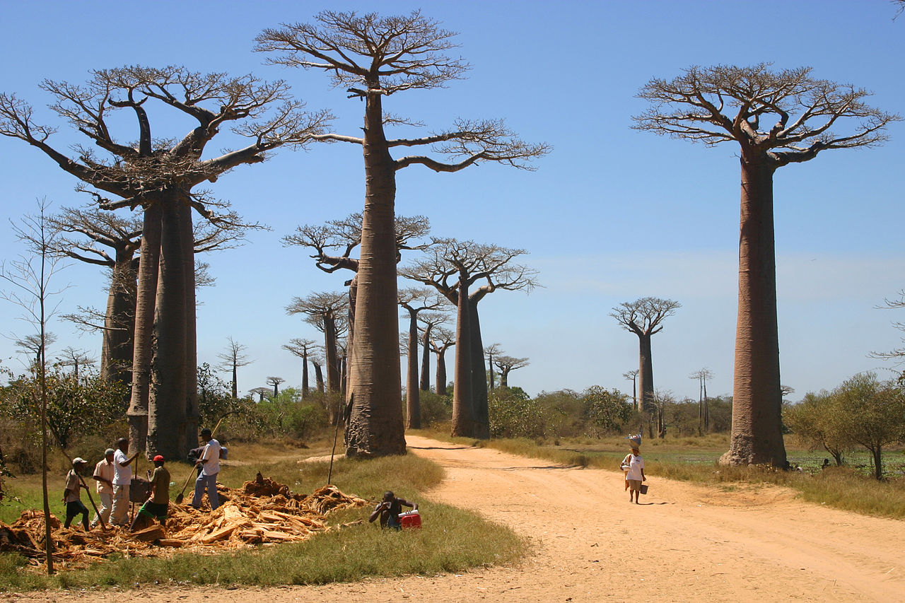 拉梅雷或马达加斯加棕榈树是非洲巨型植物，尖刺 库存照片. 图片 包括有 锋利, 结构树, 自然, 贫瘠 - 166502392